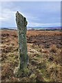 SE1361 : Plumpton Stoop, Ancient Milestone, Braithwaite Moor by Matthew Hatton
