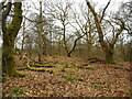 Woodland, Killearn Glen