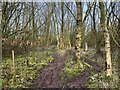 SJ7948 : Muddy woodland path by Jonathan Hutchins
