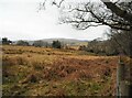 Ground south of Killearn Glen