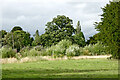 Pleasant grass and shrubs near Stafford