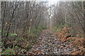 Footpath, South Sowdens Wood