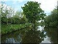 Towpath trees, Staffs and Worcs canal