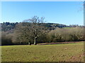 Winter trees in a field, Llandenny Walks