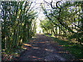 ST4697 : Footpath along a lane near Wern-y-cwm south-west of Devauden by Ruth Sharville