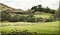  : Sheep in field in Glen Lochay by Trevor Littlewood