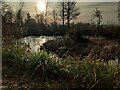 Small pond at Trimpley