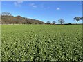 Field of root crops