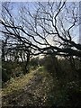 Tree and track