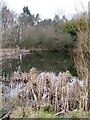 Reed fringed pond