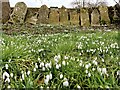 Churchyard snowdrops, Richards Castle