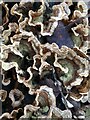 Fungal growth on dead oak in Sherwood Forest