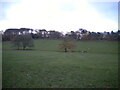 Eastern part of Warley Park