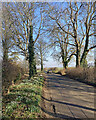 Roadside snowdrops on Valentine