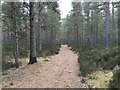 Forestry path, Boat of Garten woods