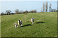 Pasture, Tetsworth