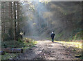 NT4433 : Sunbeams in the forest, Craig Hill by Jim Barton