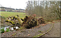 Fallen tree, Grimescar Dike, Huddersfield