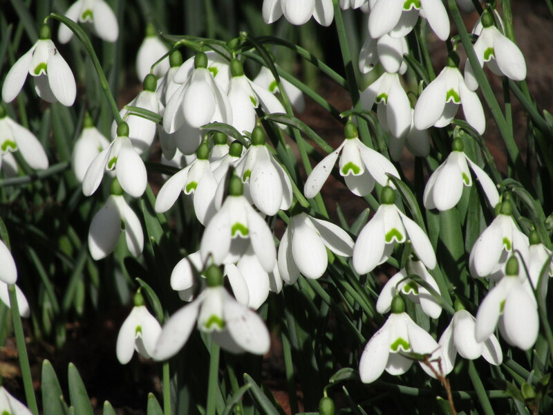 Rhs Wisley Snowdrops © Colin Smith Geograph Britain And Ireland