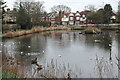 Pickend Pond, Chislehurst Common