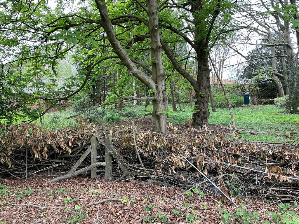 finally-clearing-this-overgrown-garden-transformation-youtube