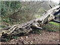 The Wolverley Crocodile (or dragon)