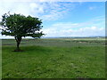 Saltmarsh on the Loughor Estuary