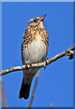 A fieldfare (Turdus pilaris)