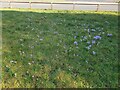 Crocuses on Valley Road