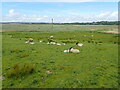 Sheep grazing on the Loughor estuary saltmarsh