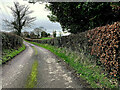 Hedges along Cappagh Road