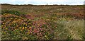 Heath at Wheal Coates