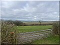 Grassland near Llancwm Farm