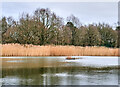 Reeds at Black Lake, Wilmslow