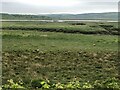 Greylag Geese on the saltmarsh near Llanelli