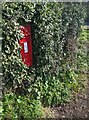 Red box in an evergreen hedge, Morton, South Gloucestershire