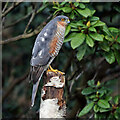 A male sparrowhawk (Accipiter nisus)