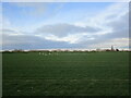 Autumn sown crop and gulls near Kelfield