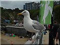 Seagull, Towan Promenade