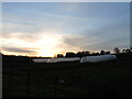 Sunset over the polytunnels