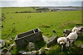 St Neot : Grassy Field & Sheep