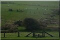 St Neot : Grassy Field