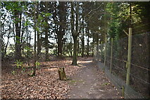 TQ6220 : Woodland footpath by N Chadwick