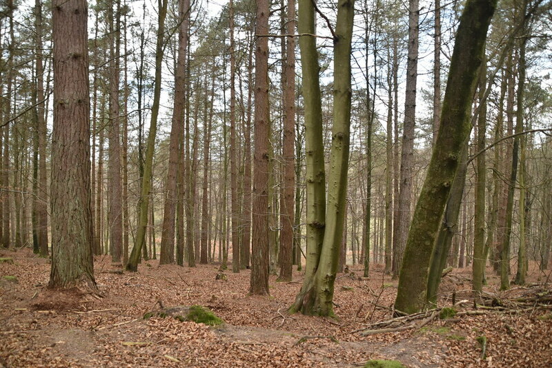 Dallington Forest © N Chadwick :: Geograph Britain and Ireland