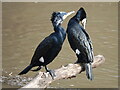 SJ4065 : Two Cormorants getting ready for action by John S Turner