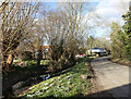 Snowdrops by the Pond