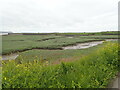 Saltmarsh at old Pembrey harbour