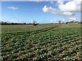 Field near Silver Hall Farm