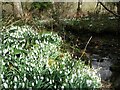 Snowdrops by Redcar Brook