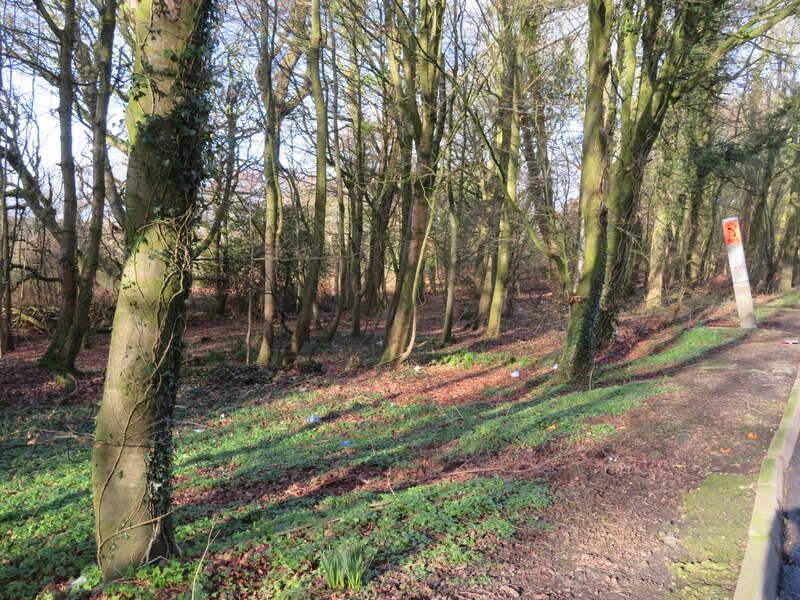 Deciduous woodland, near Castle Kennedy © M J Richardson :: Geograph ...